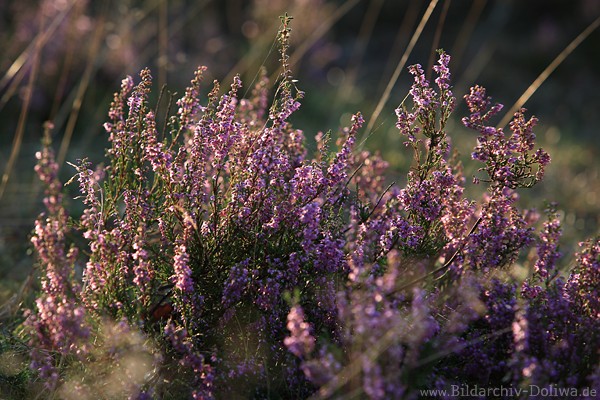 Erika-Strauch Naturfoto violett blhende lila-Blten