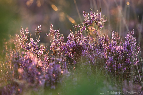 Blhende Erika lila Heideblte Gegenlicht schimmern Romantik Naturfoto Violettblte