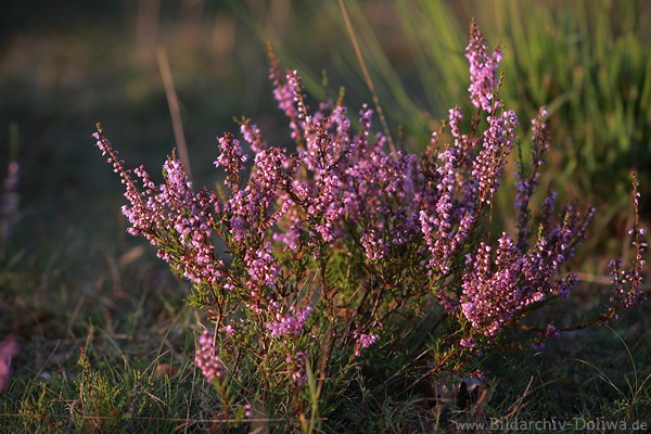 Erikastrauch Violettblten Naturfoto