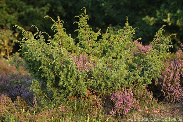 Erikablten verwachsen im Wacholderstrauch Heidepflanzen Naturbild violett in grn
