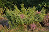 911959_ Erikablten verwachsen mit Wacholderstrauch Naturbild Heidepflanzen violett in grn in Abendsonne
