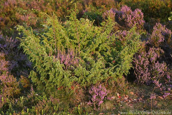 Heidekraut Erika violett durchwachsen mit grnem Wacholderstrauch Naturbild Foto