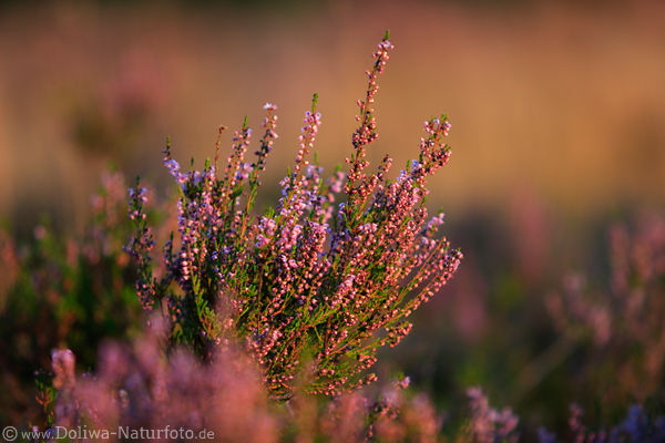 Erikakraut Heidestrauch violett Bltenstrauch zartes Rotlicht abendliche Sonnenstrahlen