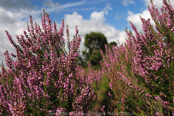 Erikakraut Heidestrucher Nahfoto mit Wolkenblick Wildblumen Bltenstrauch violett