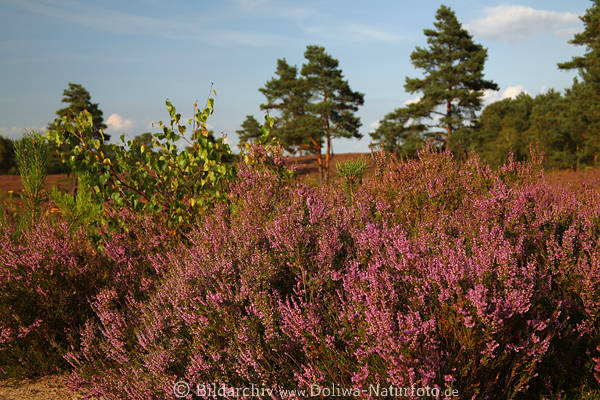 Erikablten Calluna vulgaris violett blhender Heidekrautstrauch in Sonnenlicht