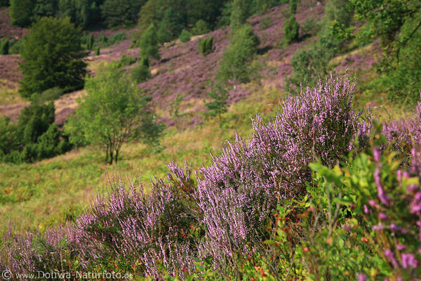Heidestrucher Berghang lila Heideblten violett blhende Heidekraut