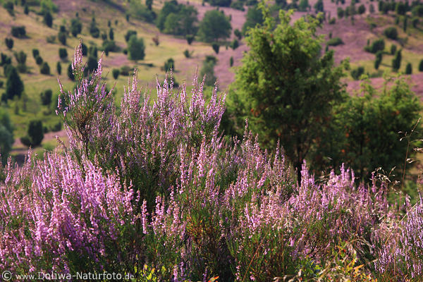 Heideblumen violett Heideblten Strucher blhende Erika lila Landschaft-Blick