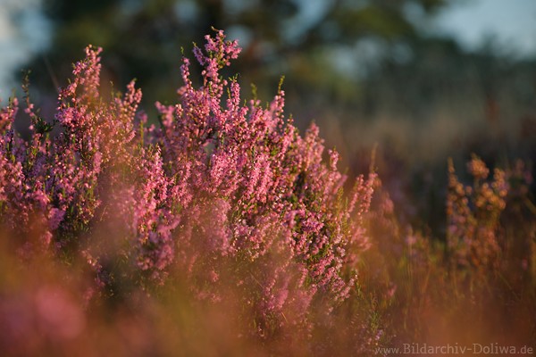 Erikabild Heidestrauch Lilablten Abendlicht-Design Naturfoto verwischt in Unschrfe