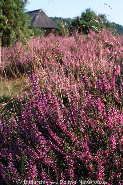 Erika lila violett blhende Heidekraut vor Schafstall Wildblumenblten