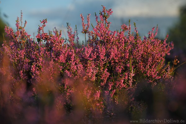 Heidestrauch Erika Designbild Violettblten Naturfoto am Himmel in Abendlicht
