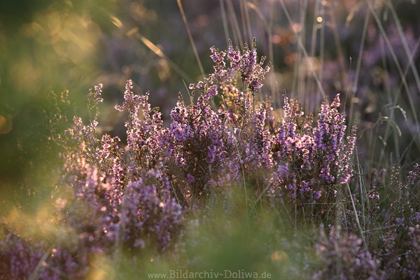 Gegenlicht-Schimmern Erika Heideblten Naturfoto romantisch leuchtend lila Wildblumenbild