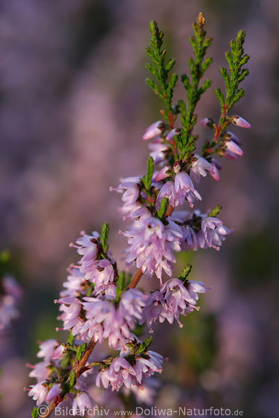 Besenheide Glckchen-Zweig Naturfoto Heidekraut rosaviolett Glockenblten in Makrofoto