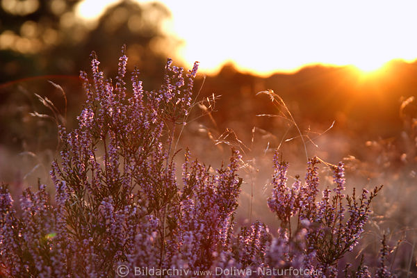Erika Heidekraut lila violett Blten bestrahlt durch Sonnenuntergang Strahlen Naturfoto