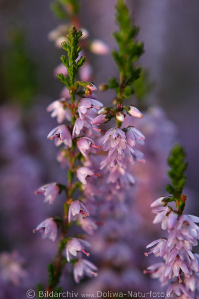 Besenheide Zweig-Glckchen Heidekraut rosaviolett Blten Makrofotografie