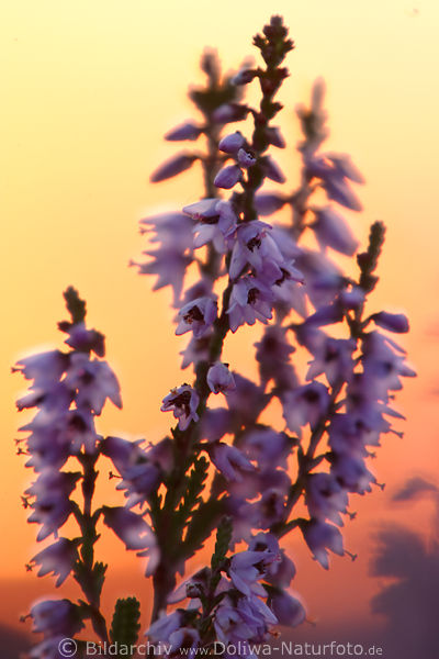 Heideglocken vor Sonnenuntergang Gegenlicht Naturfoto rotgelber Himmel rosaviolett Bltenzweige