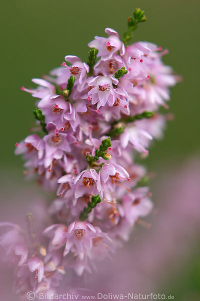 Heideglocken zarte Bltchen der Besenheide Makro-Vergrsserung