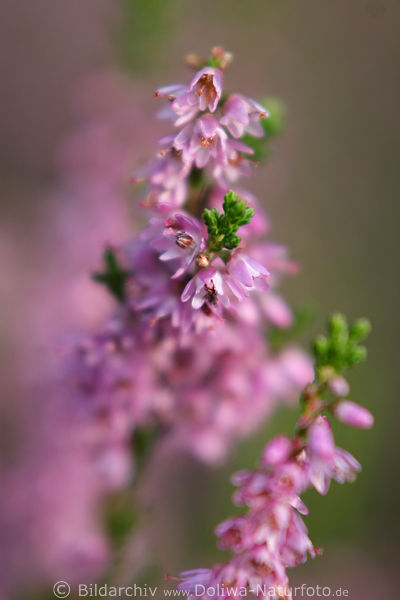 Besenheide Zweige mit Glckchen rosa-violett Blten Makrofoto