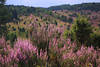 Heideblumen Sträucher violett blühende Erika lila Heideblüten Panorama Landschaftsbilder