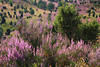 Heideblumen violett Heideblüten Sträucher blühende Erika lila Landschaft-Blick