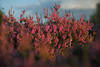 Heidestrauch Erika Designbild Violettblüten Naturfoto am Himmel in Abendlicht