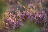 Blühende Erika lila Heideblüte Gegenlicht schimmern Romantik Naturfoto Violettblüte