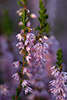 Besenheide Zweig-Glöckchen Heidekraut rosaviolett Blüten Makrofotografie