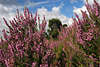 707584_ Erikakraut Heidesträucher Nahfoto mit Wolkenblick Wildblumen Blütenstrauch violett lila Farben in Naturbild