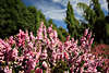 Prachtvoll gezüchtete Heidekraut im Heidegarten Foto, dichte Glocken an Heidestielen