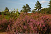 911664_ Erikablüten Calluna vulgaris violett blühender Heidekrautstrauch in Sonnenlicht Foto in Natur