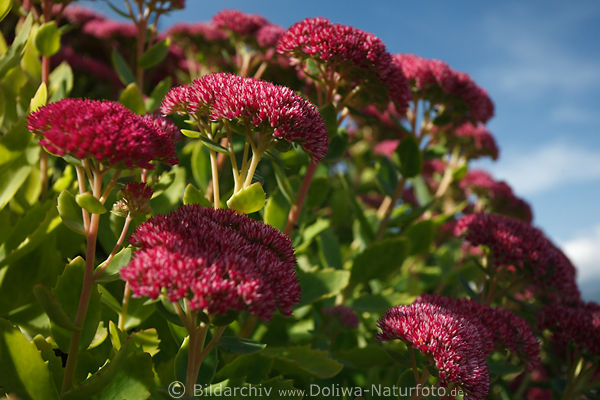 Fetthenne Sedum telephium Dickblattgewchs Dolden rosarot Lilablten