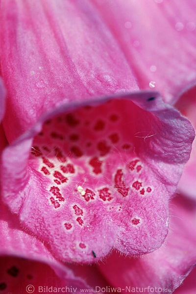 Fingerhut Digitalis purpurea Giftblume Bltenkelch Heilpflanze Bltendetail