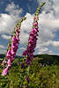 705004_ Fingerhut Blumen Paar Foto, Digitalis purpurea Bild vor Wolken in Natur Landschaft