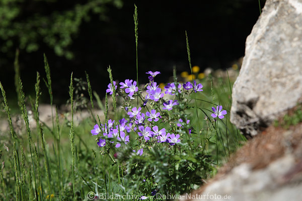 Geranium blau-weiss 5-Blatt-Blten Storchschnabel Wildblumen Naturbild