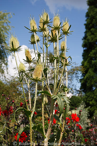 Wilde Karde Dipsacus silvestris Heilkraut Dipsacus fullonum ist Kardengewchs