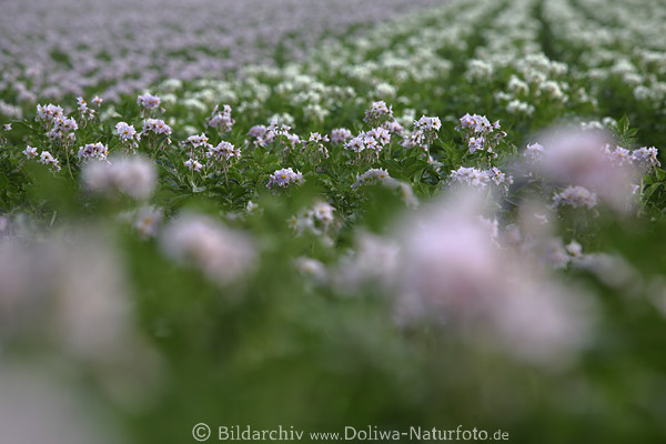 Kartoffelfeldblte lila violett Frhlingsblte Ackerfeld Staudenreihe