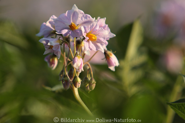 Erdapfelblte Makroaufnahme violett lila Knospen