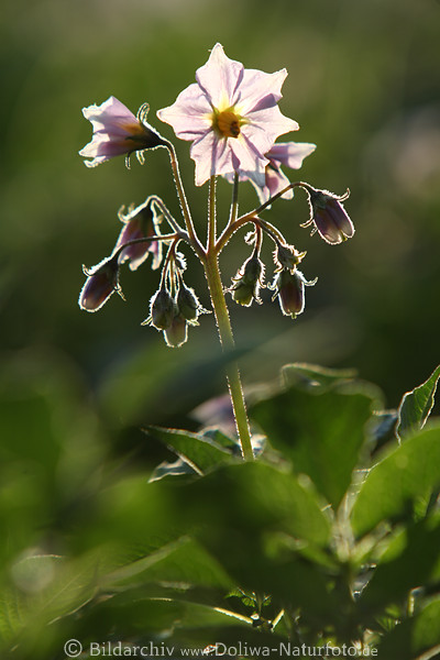 Violettblte Kartoffel-Stngel lila Knospen Frhlingsfoto in Gegenlicht-Saum