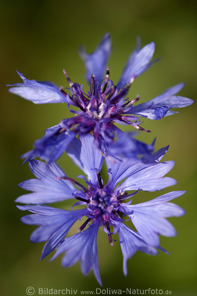 Kornblume Makrofoto Centaurea cyanus Kornnelke Rockenblume Sichelblume Zachariasblume