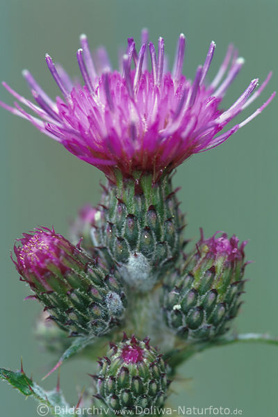 Kratzdistel Cirsium vulgare Distel mit Dornen
