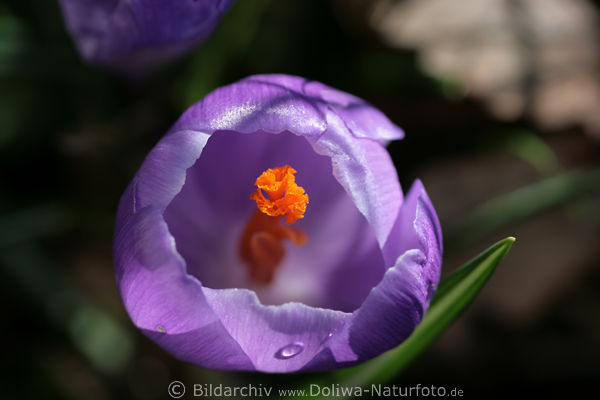 Krokus Foto Crocus  Safran Wildblume Gartenpflanze lila-Violetteblte Nahbild
