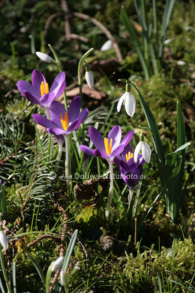 Krokusse mit Schneeglckchen Galanthus nivalis Blumen Frhlingsblte