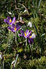 Krokusse & Schneeglckchen Frhlingsblte Galanthus nivalis Naturfoto