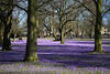 Krokusblte in Husum Frhling Park-Landschaft