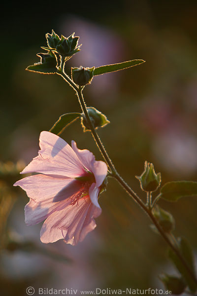 Lavatera thuringiaca Gartenmalve-Blte rosa-violett Faltenblmchen in Gegenlicht