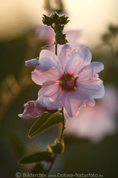 Gartenmalve Lavatera thuringiaca Lilablte