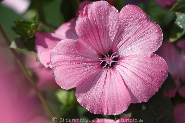 Malva Alcea, Rosenmalve Purpurblte, Tau, Wassertropfen, Farbadern-Streifen, Makrobild