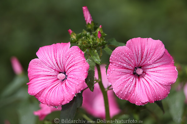 Rosenmalven, Purpurblten, hell lila, Heilpflanze, gestreift, dunkle Farbadern, Makroaufnahmen
