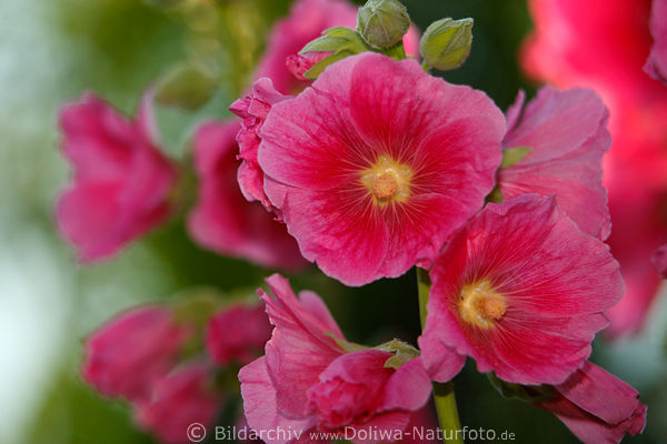 Stockmalve lila-rot Bltenpracht Alcea rosea Makrobild am Hochstrauch
