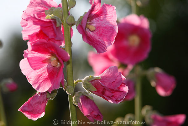 Stockrosen lila-violett purpur Schalenblten behaartes Kelchblatt Stockstngel Gegenlicht