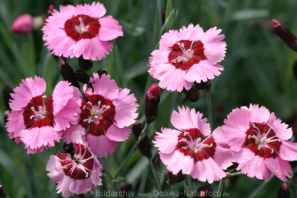Bartnelken lila-rot Blten Dianthus barbatus doppelfarbige Nelkenblumen